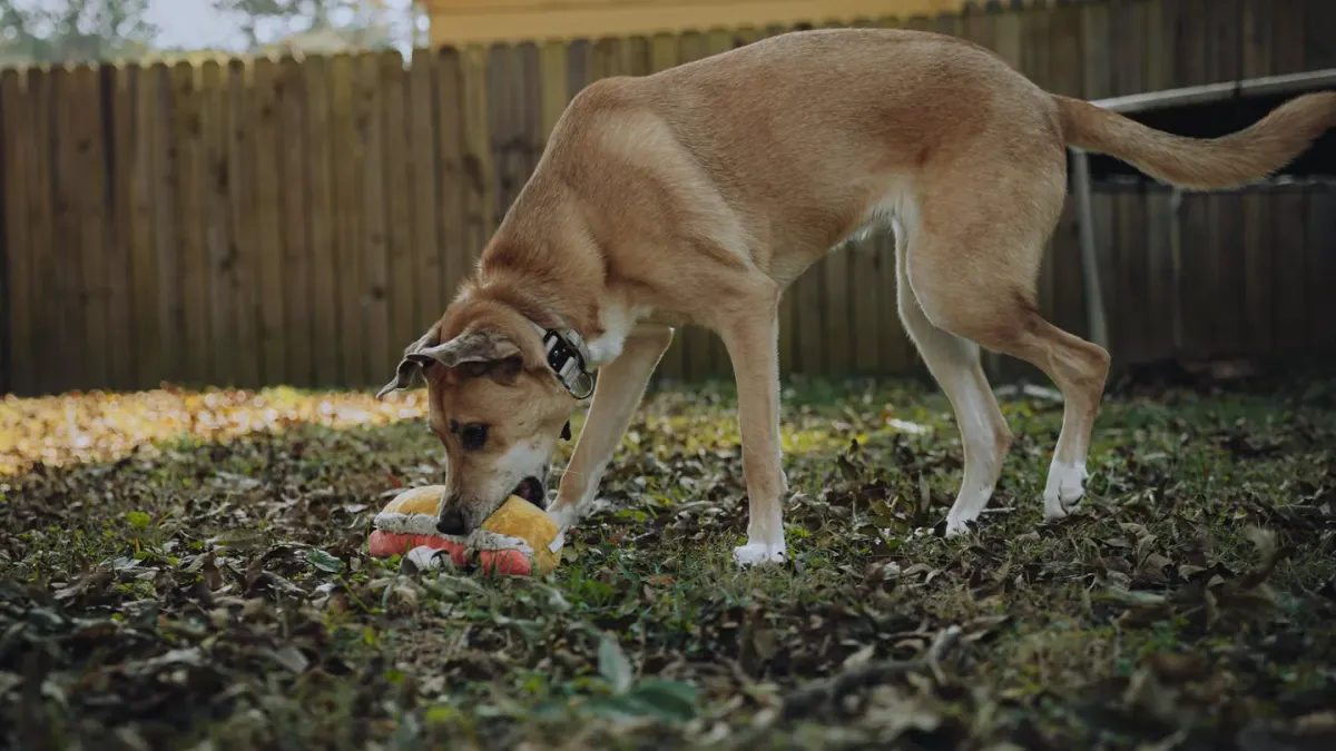 Dog eating from a bowl at home
