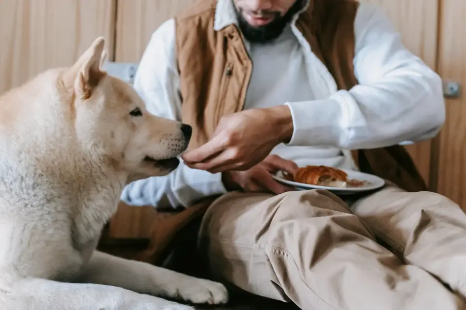 Dog eating from a bowl at home