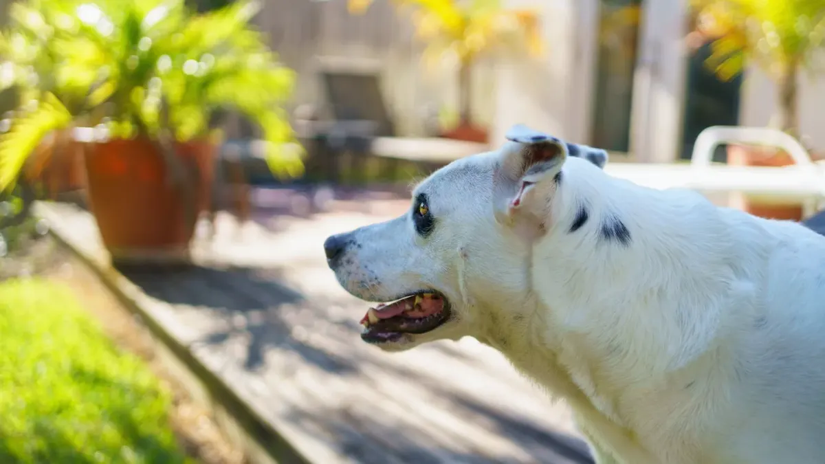 Dog eating outdoors