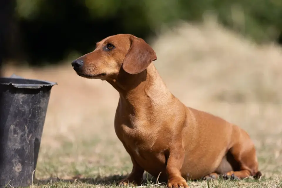 Dog eating outdoors