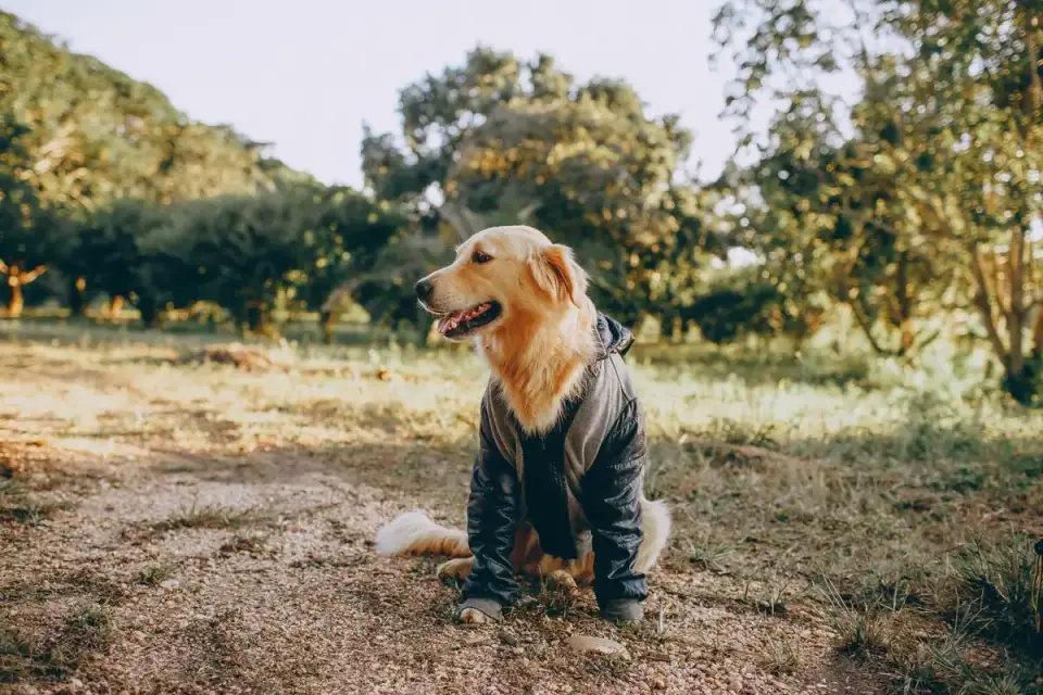 Dog eating outdoors