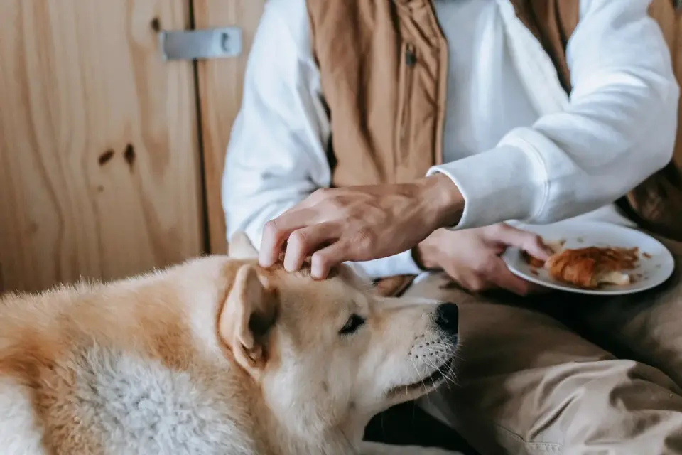 Dog in a kitchen with an owner