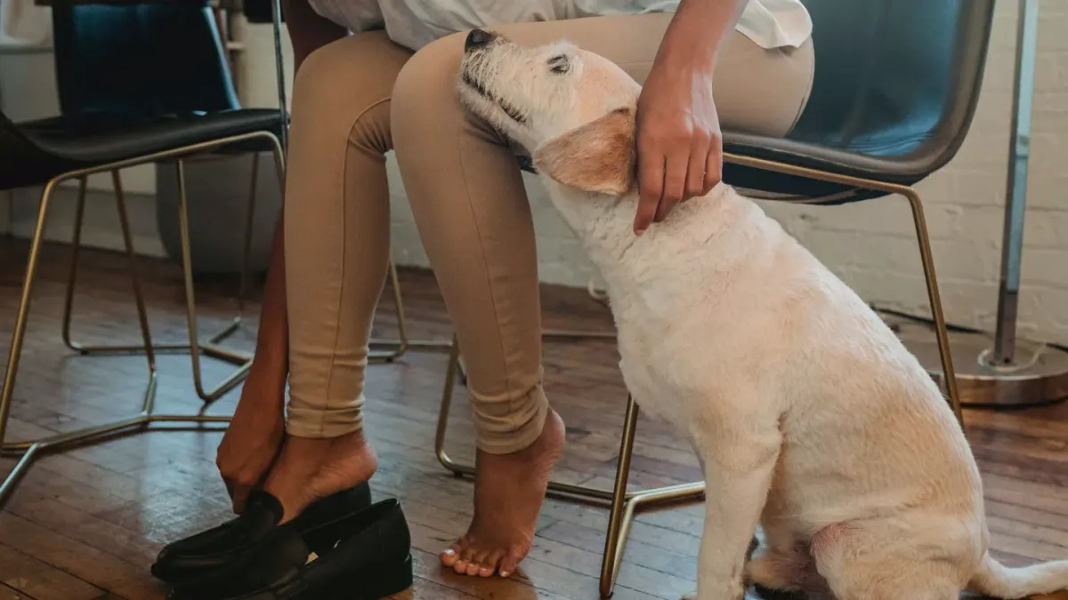 Dog in a kitchen with an owner