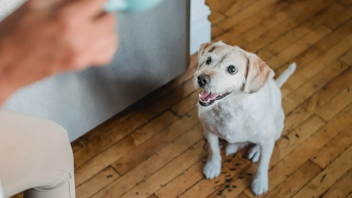 Dog in a kitchen with an owner