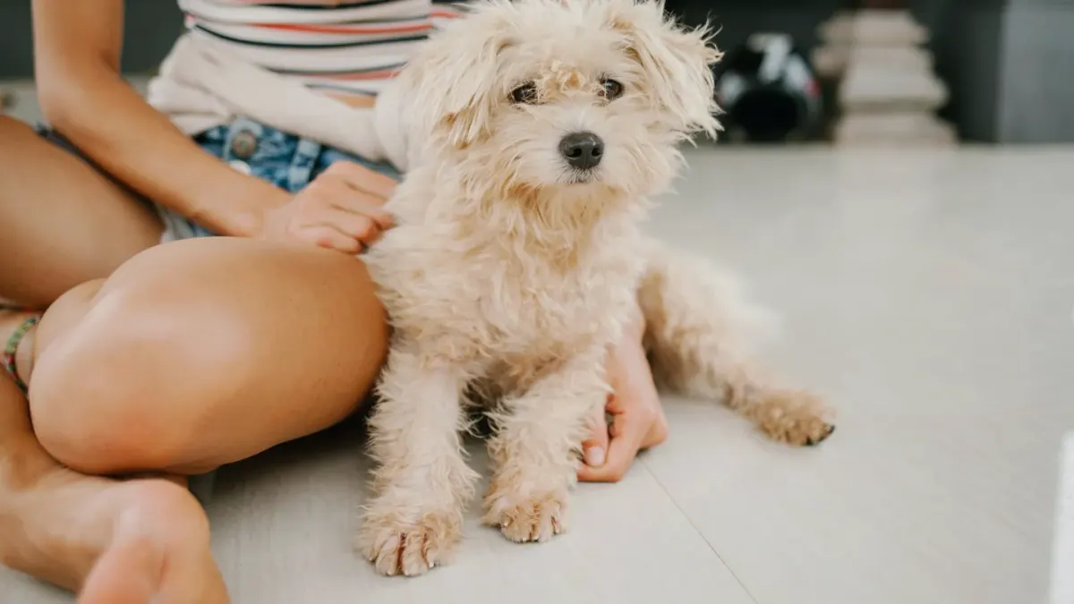 Dog in a kitchen with an owner