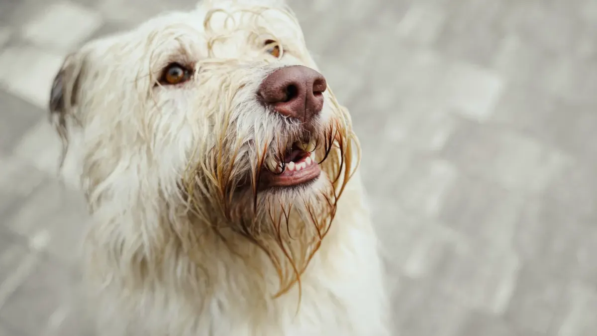 Dog looking at an owner