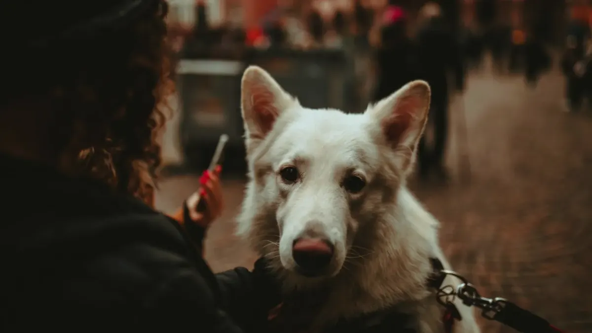 Dog looking at an owner