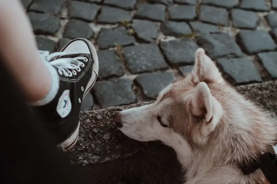 Dog looking at an owner