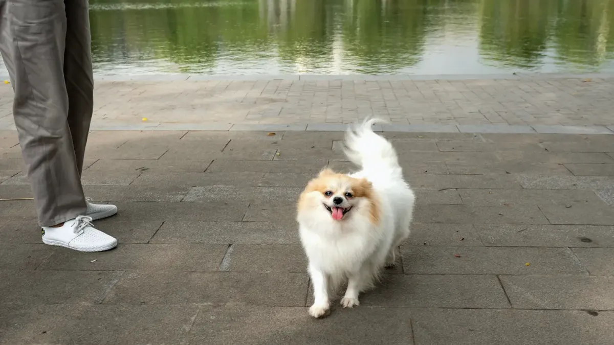 Dog looking at an owner