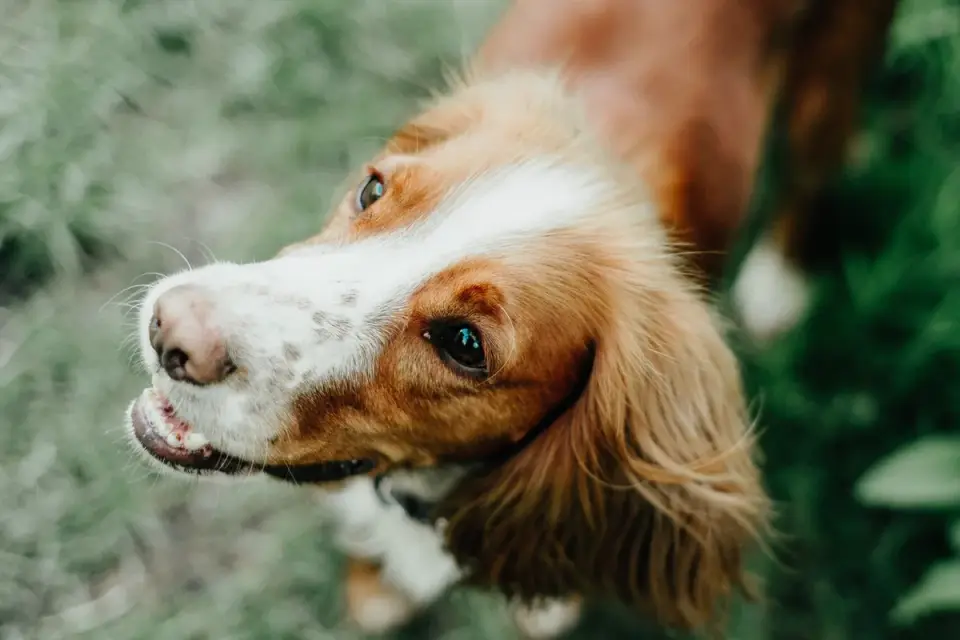 Dog looking at an owner