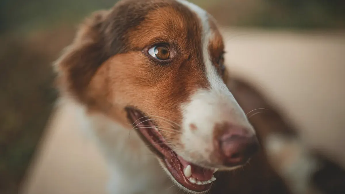 Dog looking at an owner