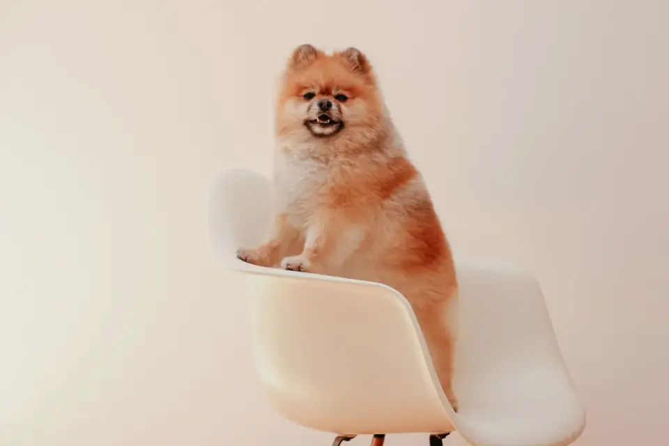 Dog on stairs