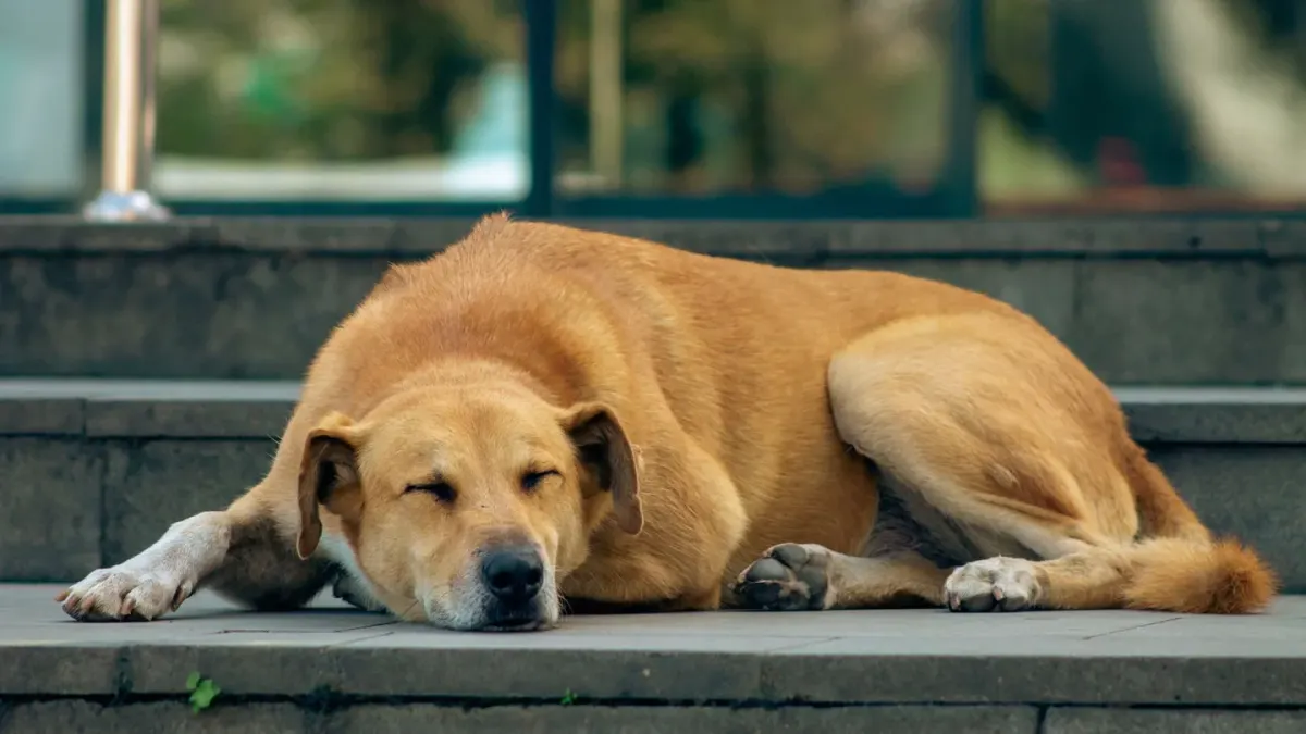 Dog on stairs