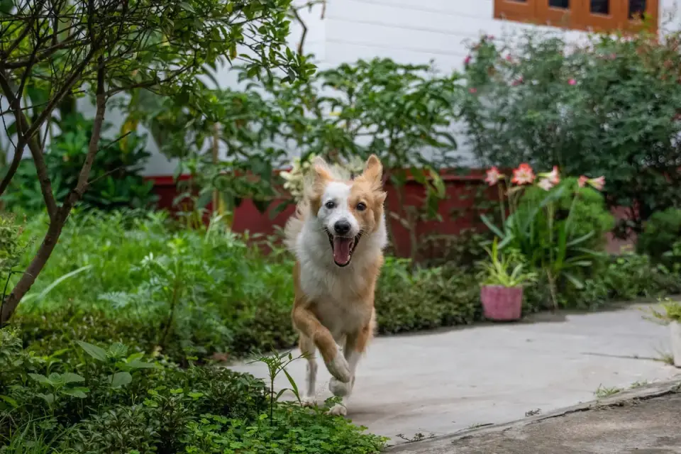 Dog on stairs