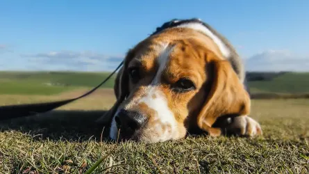 Dog resting after a walk