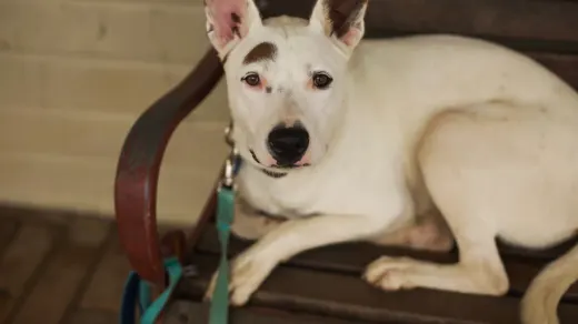 Dog resting after a walk