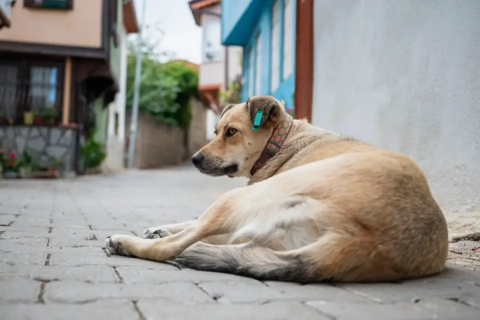 Dog resting after a walk