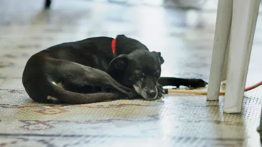 Dog resting at home