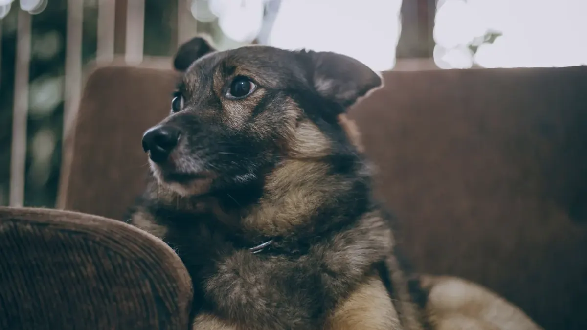 Dog resting at home