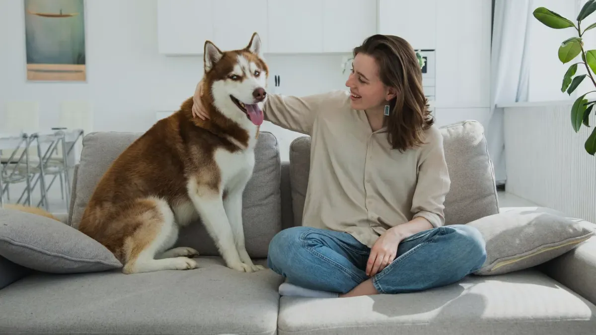 Dog resting beside an owner