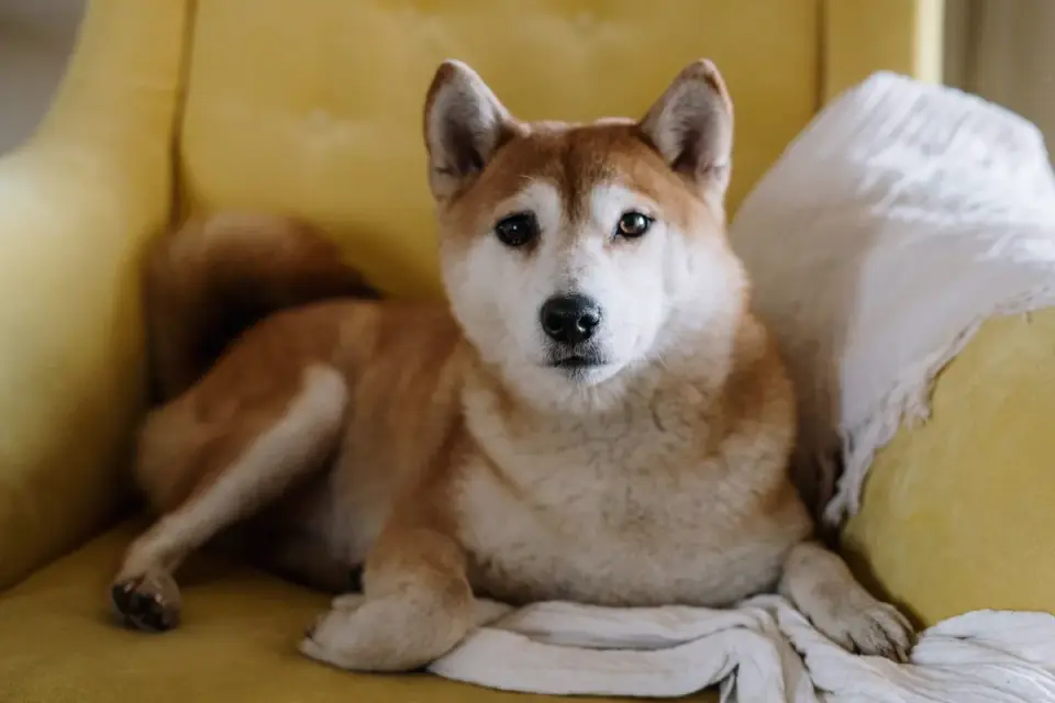 Dog resting beside an owner