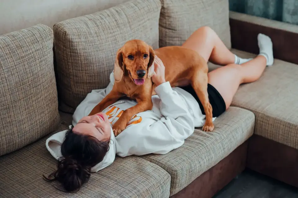 Dog resting beside an owner