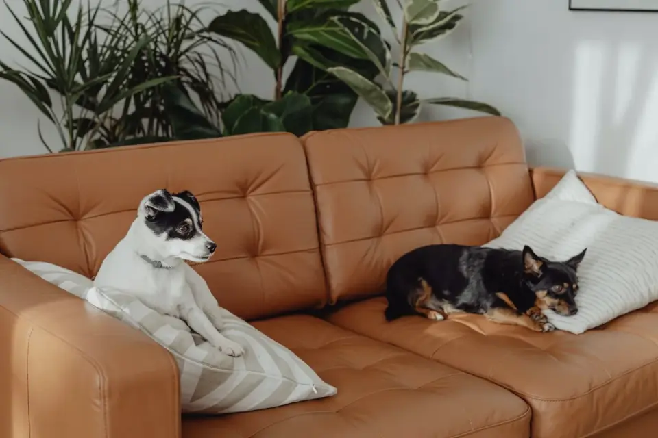 Dog resting on a sofa