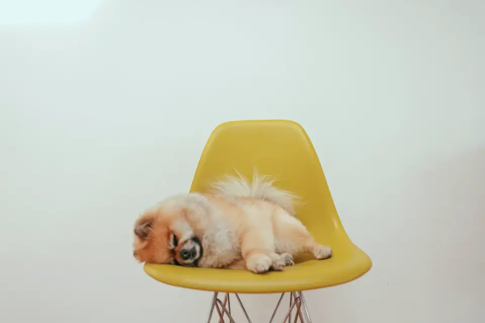 Dog sleeping at home