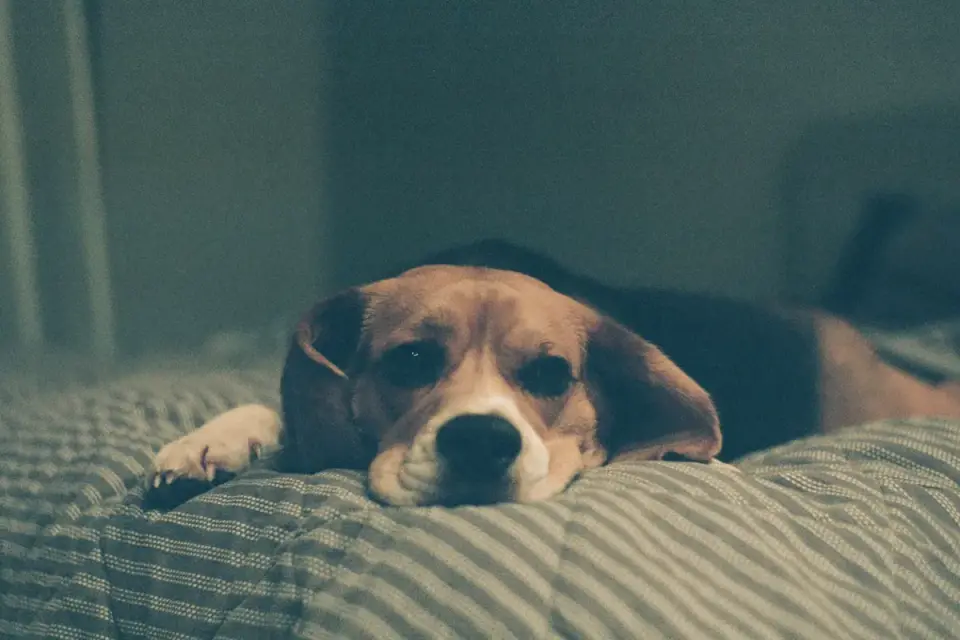 Dog sleeping at home