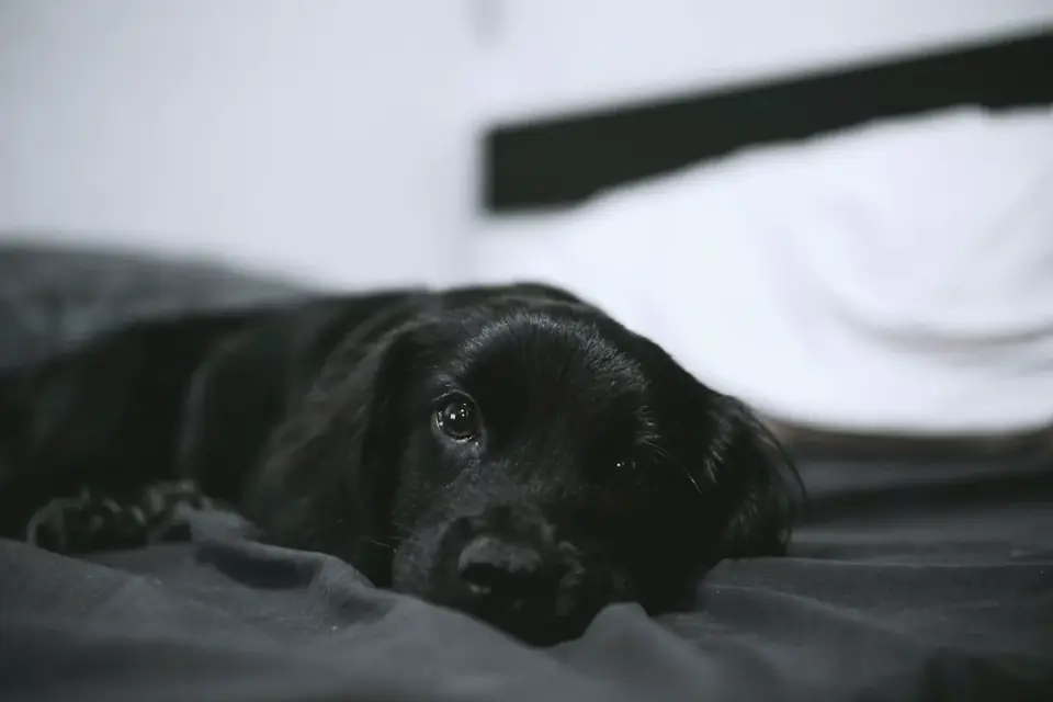 Dog sleeping at home