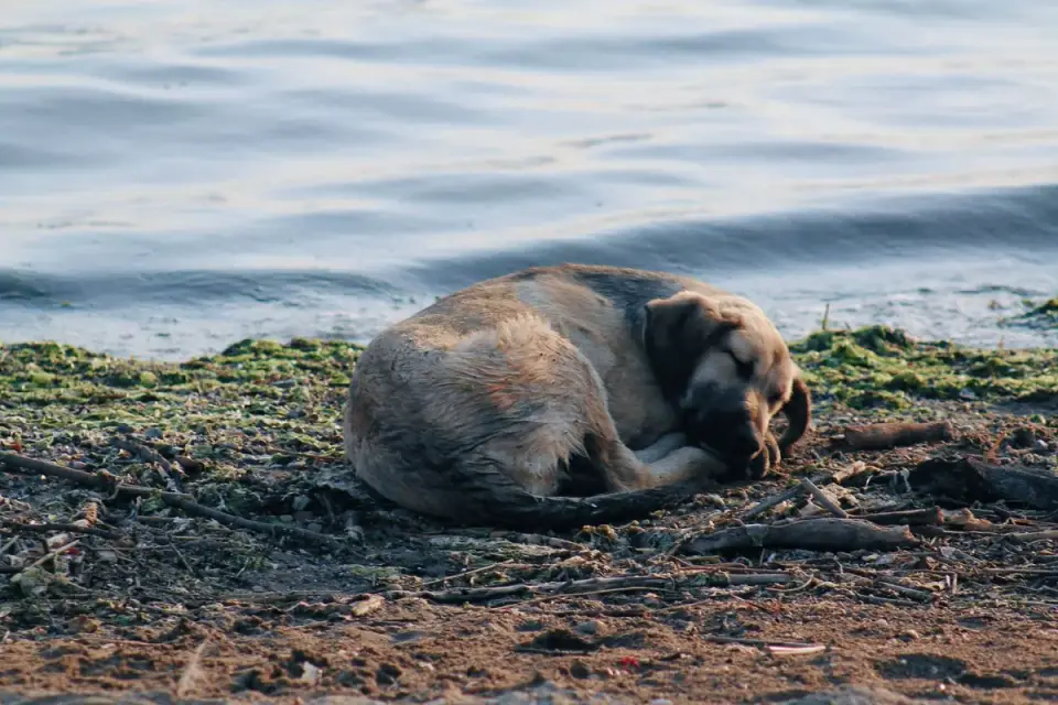 Dog sleeping in sunlight