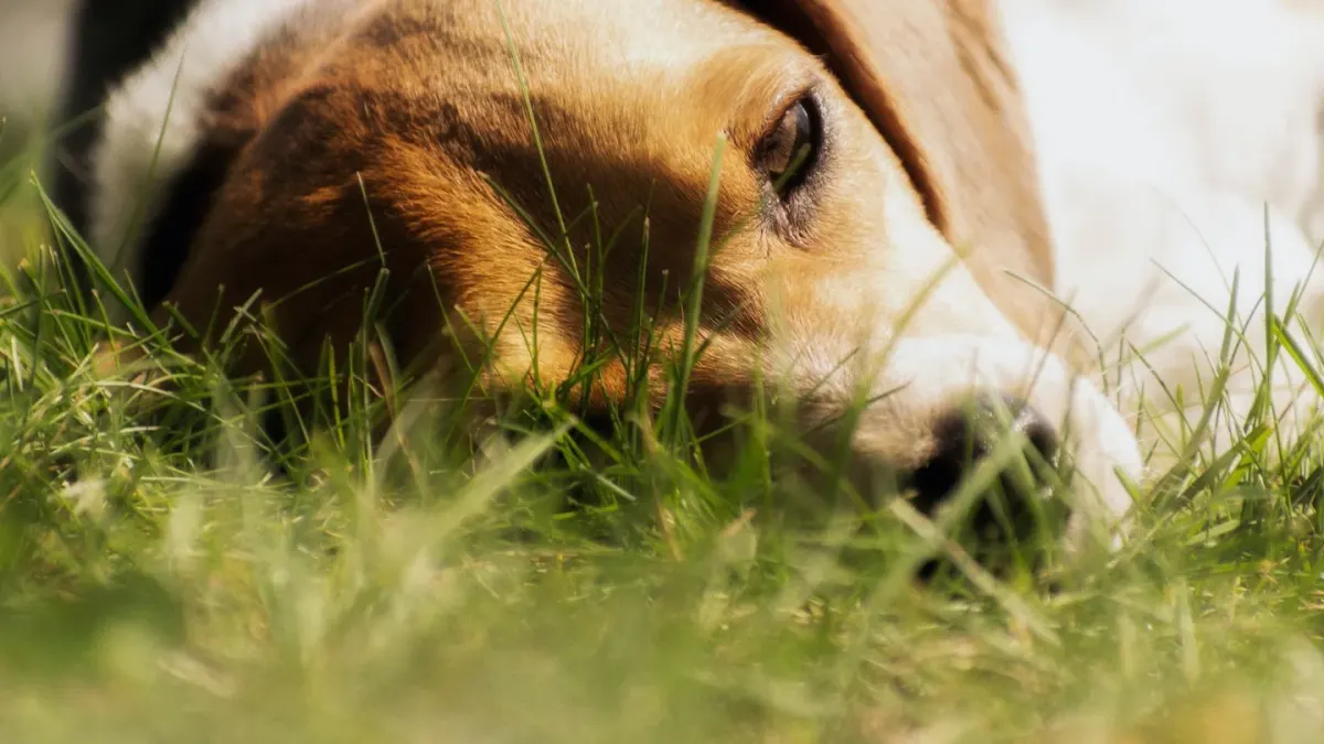 Dog sleeping in sunlight