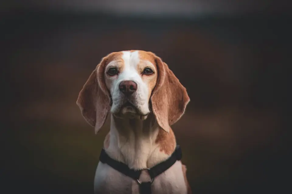 Dog standing indoors