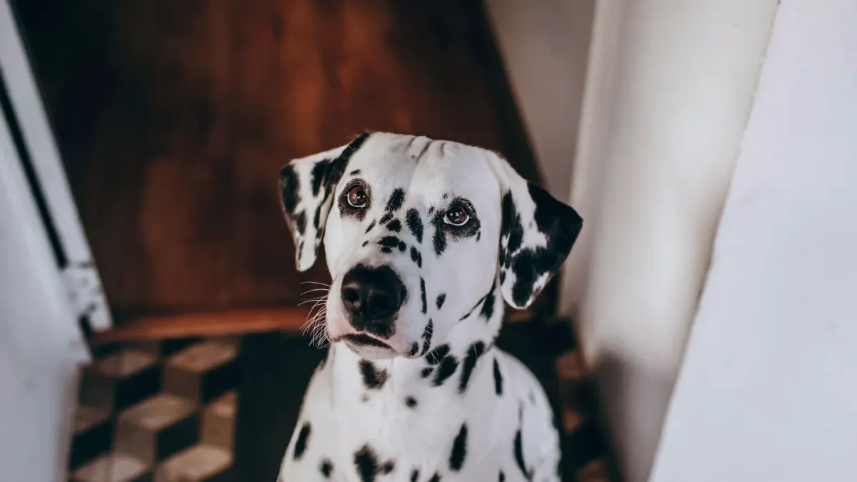 Dog standing up