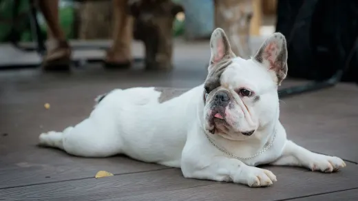 Dog standing up