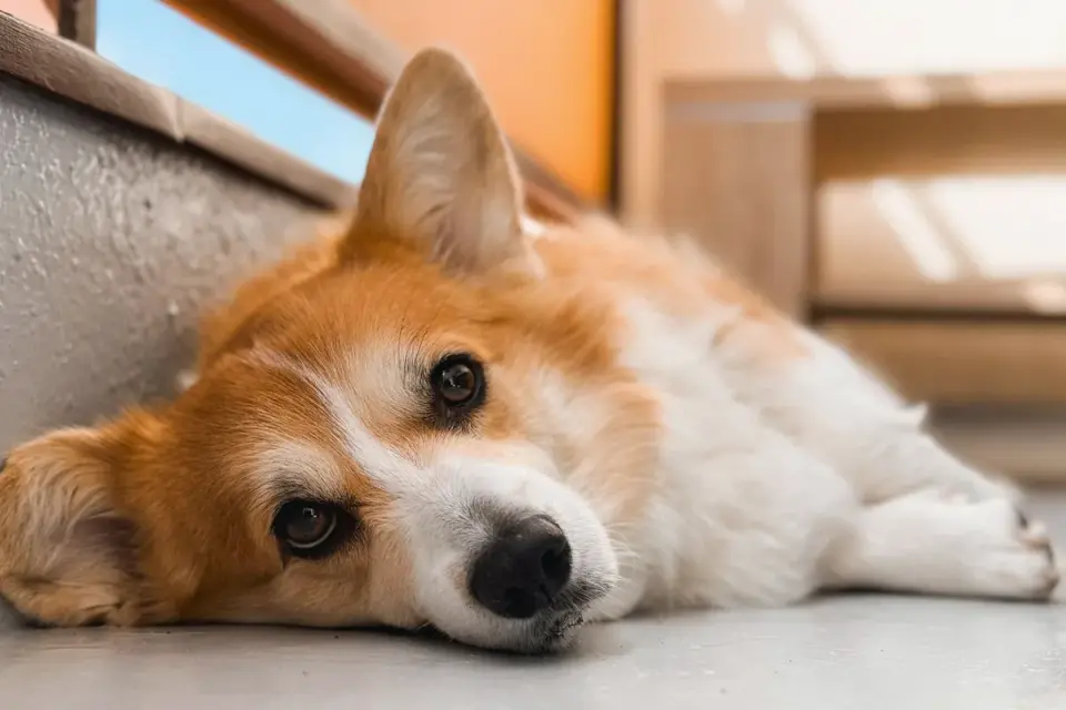 Dog stretching indoors