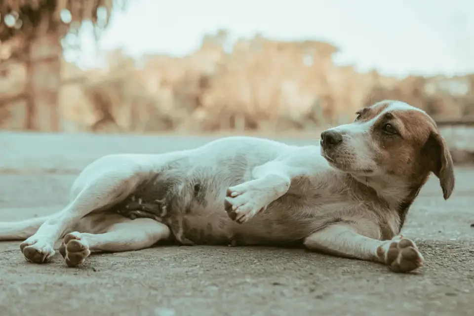 Dog stretching indoors