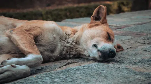 Dog stretching indoors
