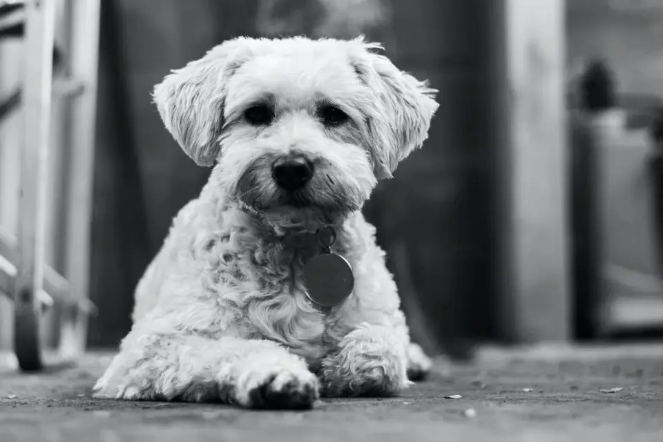 Dog waiting beside a bowl