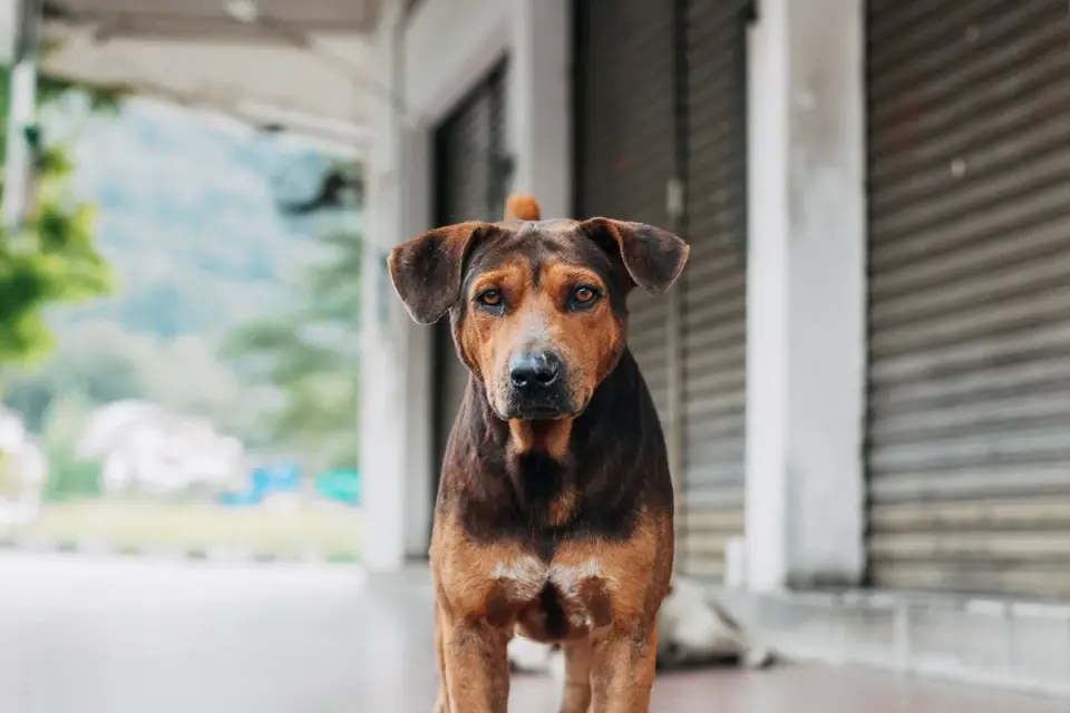Dog waiting beside a bowl