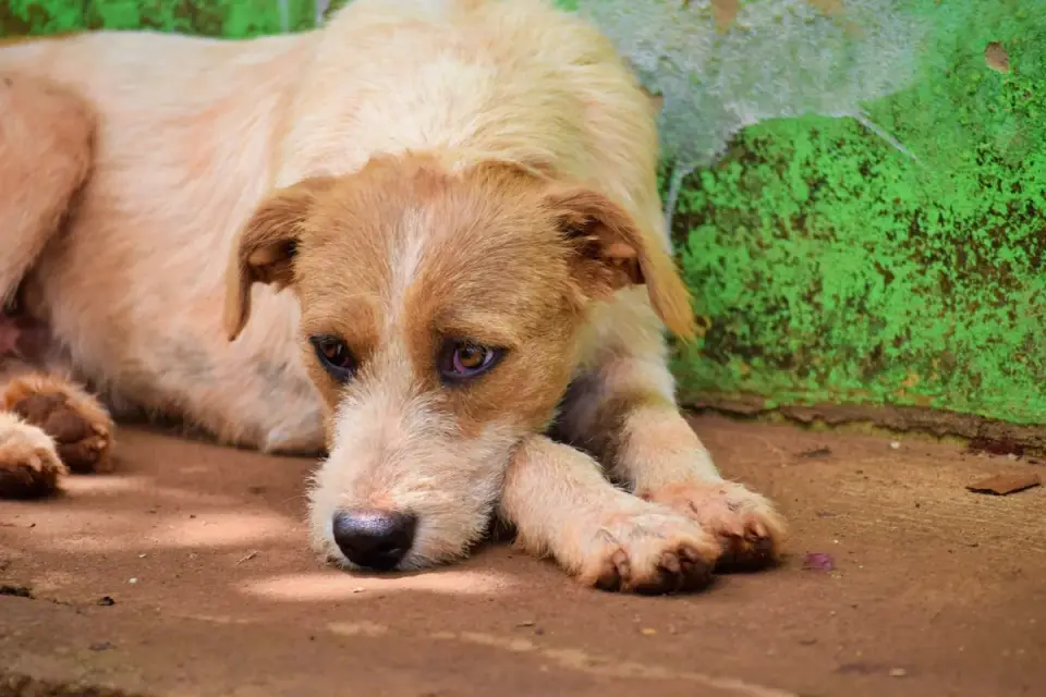 Dog waiting beside a bowl