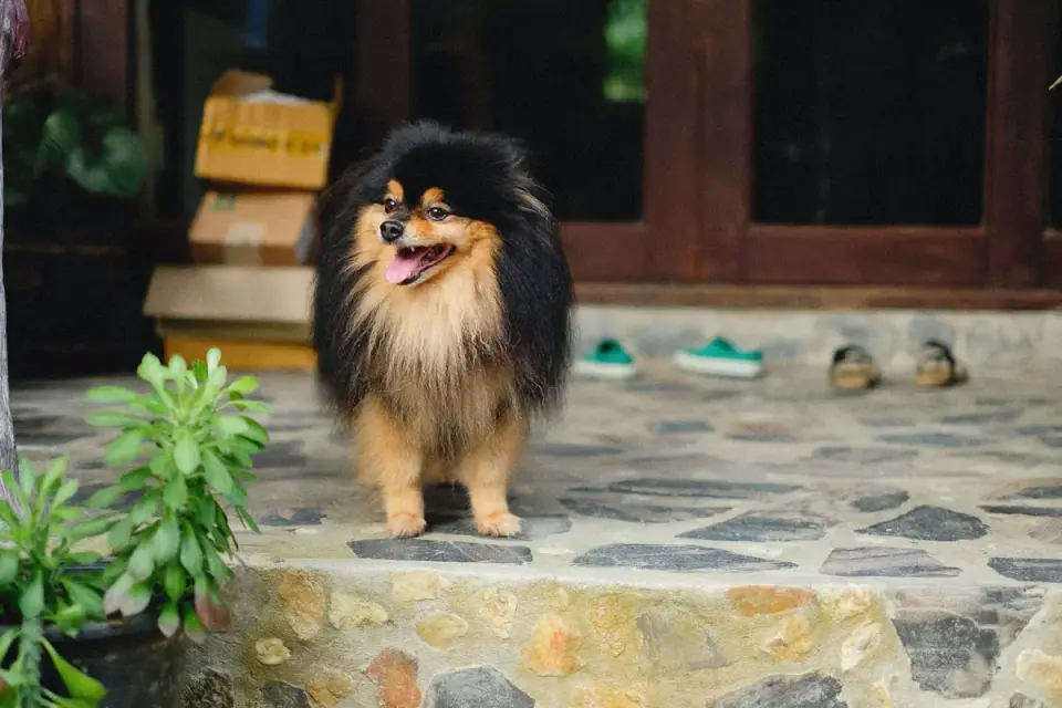 Dog waiting beside a bowl