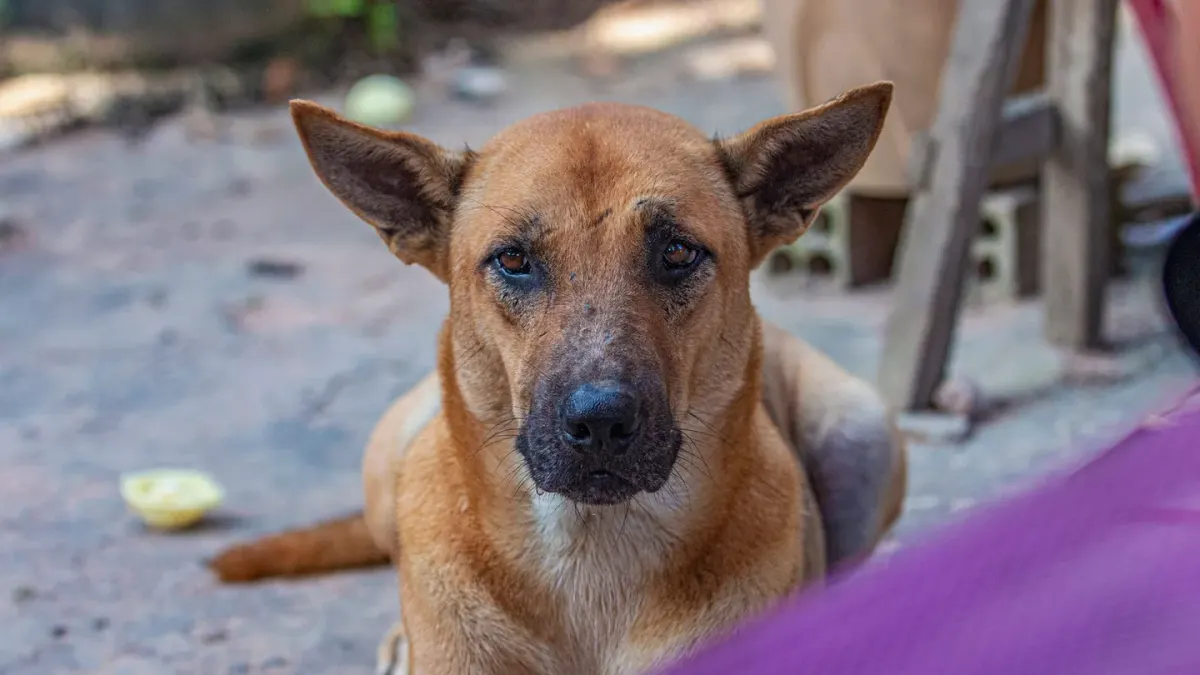 Dog waiting beside a bowl