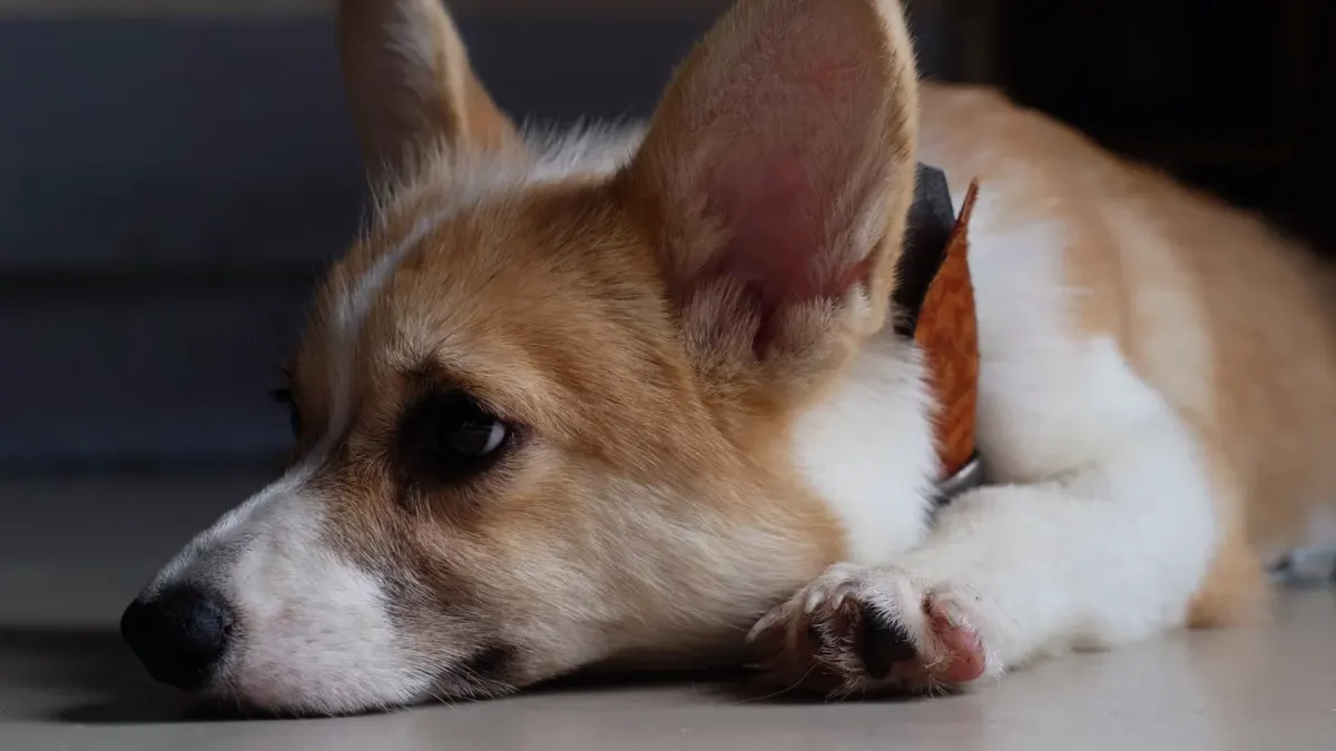 Dog waiting beside a bowl