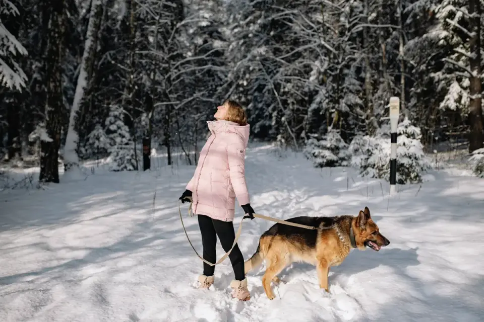 Dog walking with an owner