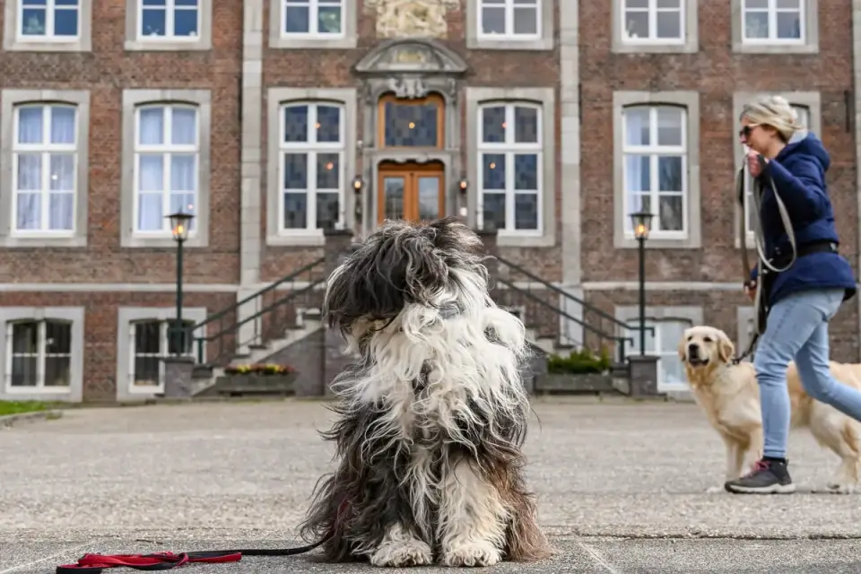 Golden Retriever standing calmly near a front door as a visitor arrives