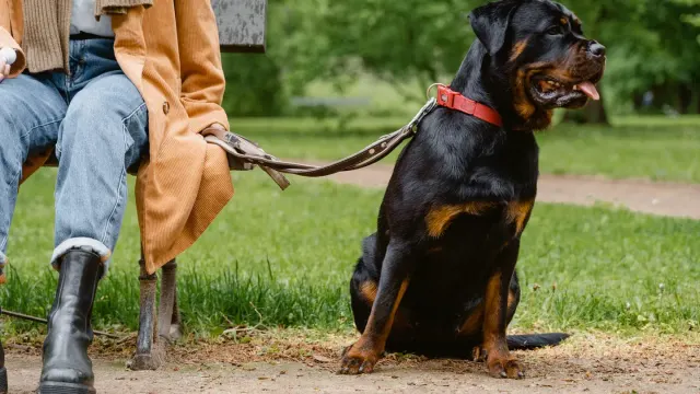 Older dog with an owner in a park