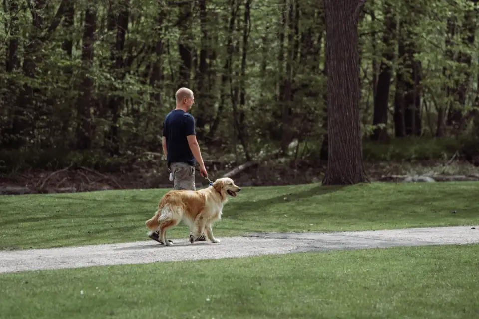 Older dog with an owner in a park