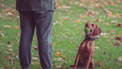 Older dog with an owner in a park