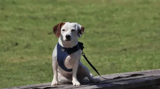 Older dog with an owner in a park